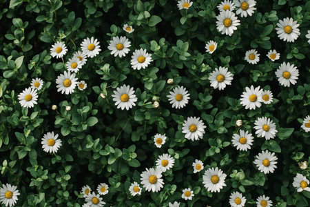 Close-up view of a field of small white daisies with dark green foliage. The flowers are densely packed together, creating a beautiful floral pattern.の写真素材