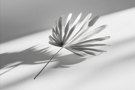 Black and white photo of a single palm leaf casting a shadow on a white surface. The image is minimalist and elegant.の写真素材