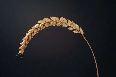 A detailed macro shot of a single curved stalk of golden wheat. The ripe grains are clearly visible against a simple dark background symbolizing harvest and nature.の写真素材