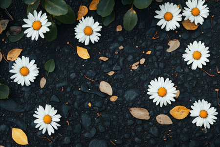 Top down view of delicate white daisy flowers with yellow centers and dry autumn leaves scattered across a dark, textured asphalt or soil background.の写真素材