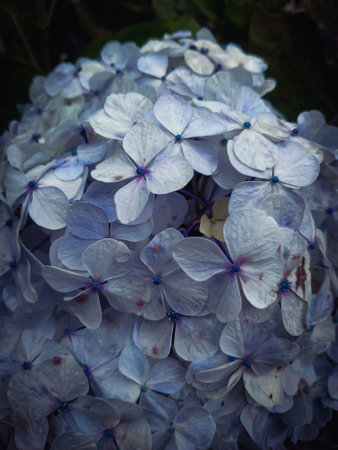 Hydrangea macrophylla, Hydrangea macrophylla