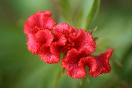 Unique Red Tropical Flowerの写真素材