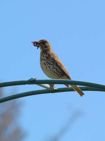 Song thrush (Turdus philomelos) sitting on a wire