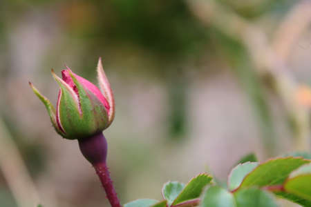 Close up of rose bud with green leaves on blurred natural background.の写真素材