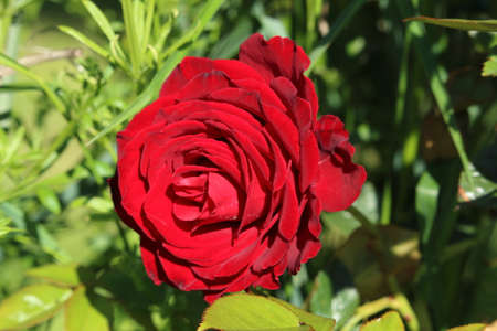Red rose in the garden on a sunny day. Close-up.の写真素材