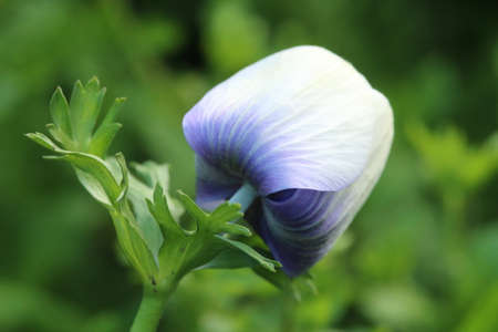 Flower of an anemone (Anemone anemone)の写真素材