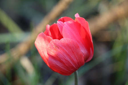 red tulip on a background of green grass, close-upの写真素材