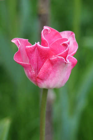 Pink tulip in the garden. Close-up. Selective focus.の写真素材