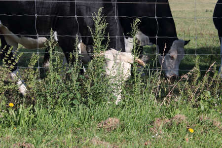 Cows graze in a meadow in the summer. Green grass.の写真素材