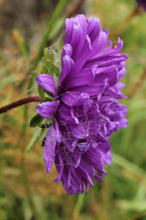 Purple aster with dew drops on the petals. Close-up.の写真素材