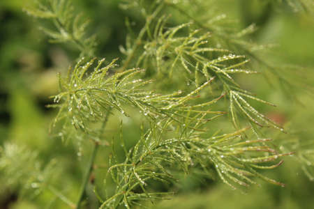 Green fennel leaves with dew drops in the garden.の写真素材