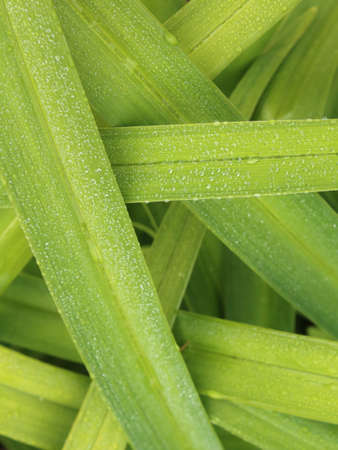 Close up of green grass with drops of dew. Natural background.の写真素材