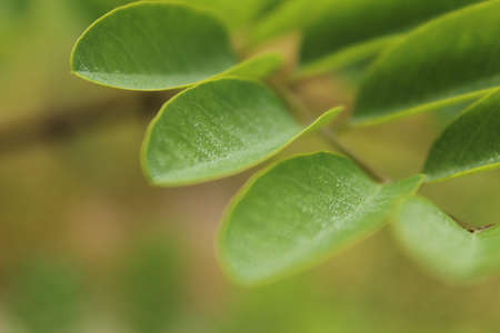 Close up of green leaves with blurred background, shallow depth of fieldの写真素材