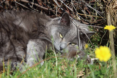 Gray cat lying on the grass with yellow flowers in the background.の写真素材