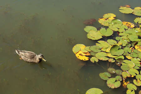 Duck swimming in a pond with lotus leaves in the backgroundの写真素材