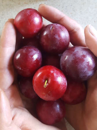 Ripe plums in the hands of a woman close up.の写真素材
