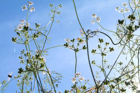 Daucus carota flowers on blue sky background. Selective focus.