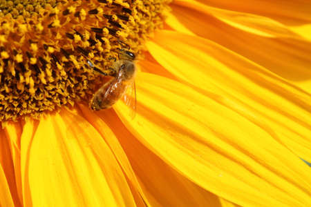 bee on a sunflower. close-up. High quality photoの写真素材