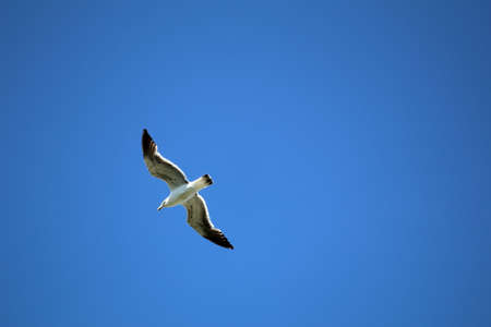 Seagull flying in the blue sky. Bird in flight.の写真素材