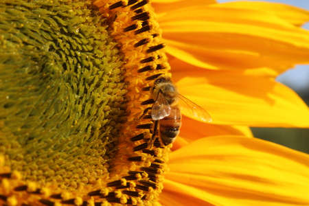 Bee on a sunflower. Bee pollinates a sunflower.の写真素材