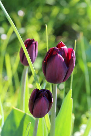 Purple tulips in the garden on a sunny spring day.の写真素材