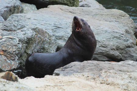 Fur Seal (Arctocephalus forsteri)の写真素材