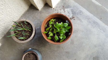 Top view of two terracotta pots with green seedlings on concrete backgroundの写真素材