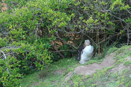 Puffin sitting on a cliff in the Galapagos Islandsの写真素材