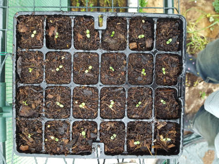 Young seedlings of cucumbers in peat pots in the groundの写真素材