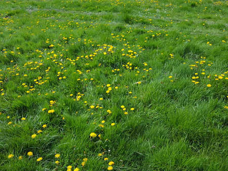 Field of yellow dandelions in the spring. Nature background.の写真素材