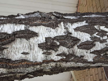 A closeup shot of the bark of an old birch treeの写真素材