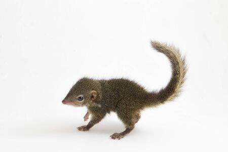 Horsfield's treeshrew (Tupaia javanica), also called Javan treeshrew, is a treeshrew species within...