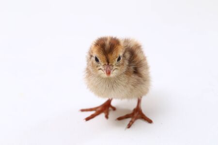 baby chick common quail isolated on white backgroundの写真素材