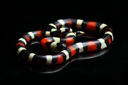 Pueblan milk snake or Campbell's milk snake, Lampropeltis triangulum campbelli, isolated on black backgroundの写真素材