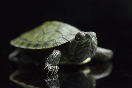 Red-eared Slider (Trachemys scripta elegans)isolated on a black background.