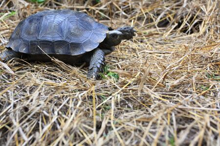 The Asian forest tortoise (Manouria emys), also known as the Asian brown tortoiseの写真素材