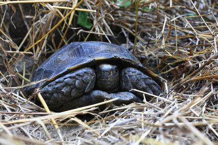 The Asian forest tortoise (Manouria emys), also known as the Asian brown tortoiseの写真素材