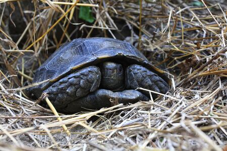 The Asian forest tortoise (Manouria emys), also known as the Asian brown tortoise