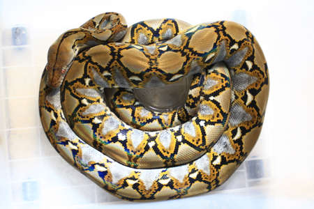 Reticulated Python (Python reticulatus) in box