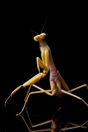 Giant Asian Yellow Praying Mantis (Hierodula membranacea) isolated on black background.の写真素材