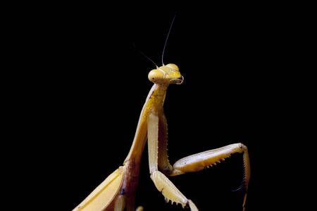 Giant Asian Yellow Praying Mantis (Hierodula membranacea) isolated on black background.の写真素材