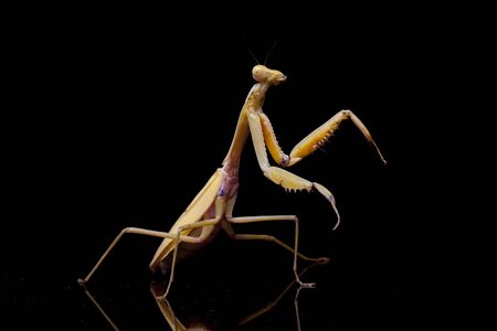 Giant Asian Yellow Praying Mantis (Hierodula membranacea) isolated on black background.の写真素材