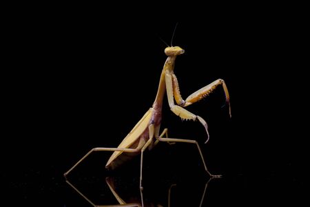Giant Asian Yellow Praying Mantis (Hierodula membranacea) isolated on black background.の写真素材