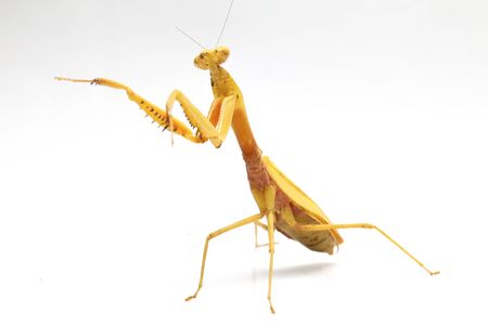 Giant Asian Yellow Praying Mantis (Hierodula membranacea) isolated on white background.の写真素材