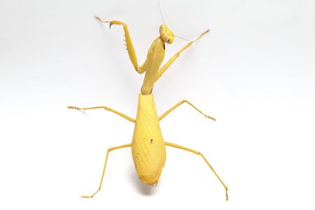 Giant Asian Yellow Praying Mantis (Hierodula membranacea) isolated on white background.の写真素材