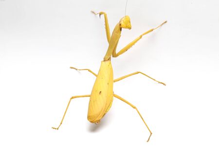 Giant Asian Yellow Praying Mantis (Hierodula membranacea) isolated on white background.の写真素材