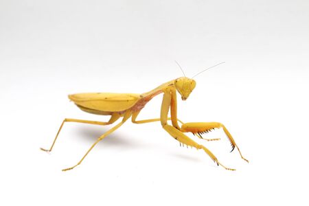 Giant Asian Yellow Praying Mantis (Hierodula membranacea) isolated on white background.の写真素材