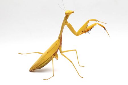 Giant Asian Yellow Praying Mantis (Hierodula membranacea) isolated on white background.の写真素材