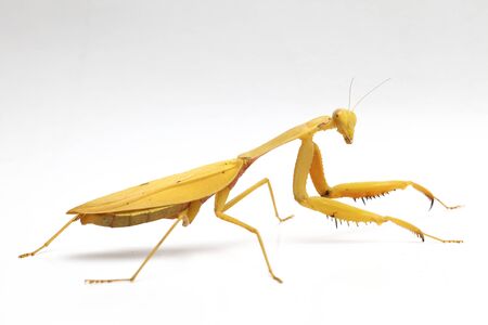 Giant Asian Yellow Praying Mantis (Hierodula membranacea) isolated on white background.の写真素材