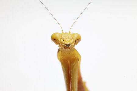 Giant Asian Yellow Praying Mantis (Hierodula membranacea) isolated on white background.